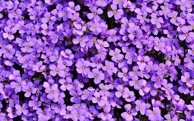 ❤ get the best purple hd wallpaper on wallpaperset. 2880x1800 Purple Flowers Background 5k Macbook Pro Retina Hd 4k Wallpapers Images Backgrounds Photos And Pictures