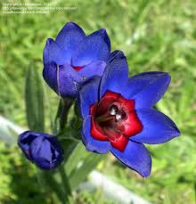 Image result for Babiana