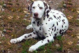 Dalmatian Puppies Breed Information Puppies For Sale Dalmatian Puppies For Sale Dalmatian Puppy Puppy Breeds