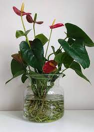 Anthurium plants often build up a mound of roots above the surface of the soil. How To Grow Houseplants In Water Our House Plants