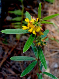 Image result for Adenodolichos