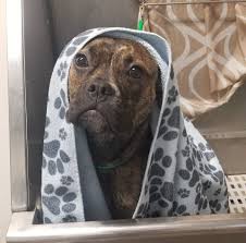 Profile for Angel's Grooming