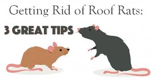 What is the best way to get rid of rats. Getting Rid Of Roof Rats 3 Great Tips The Bug Master Pest Control And Disinfecting