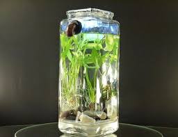 Self Cleaning Noclean Aquariums Are Home To Betta Fish Cleaning Fish Self Cleaning Fish Tank Betta Fish Tank