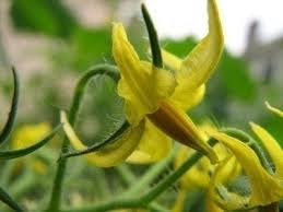 Hd00.11petunias in pots hang over a lot of flowers, in the greenhouse grow home flowers, growing decorative flowers in a greenhouse, a greenhouse with flowers, floral business, aerial view, top, flight. Tomato Plant Is Not Producing Tomato Plant Blossoms But No Tomatoes Grow
