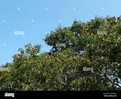 Image result for Julbernardia paniculata
