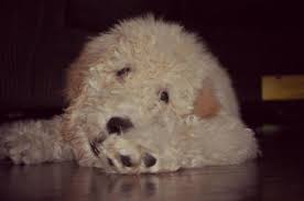 You will fall in love with his adorable face and sweet personality. F1b Goldendoodle Puppies For Sale In South Haven Michigan Classified Americanlisted Com