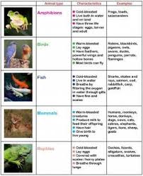Image Result For Characteristics Of Mammals For Kids Animal Learning Activities Animal Learning Animal Classification