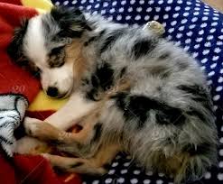Arizona mini aussie and toy aussie breeder. Cute Pets An Adorable Toy Miniature Australian Shepherd Puppy So Innocent And Angelic When Napping When Awake This Puppy Is So Full Of Energy Love And Wiggles For His Dog Owners Stock