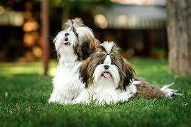 He's white, black, little brown and chunky. Shih Tzu Dog Breed Information