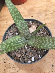 Image result for Aloe lateritia