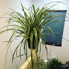 Image result for Chlorophytum macrophyllum