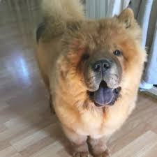 Puppy Growth Chart Akilles Chow Chow Male