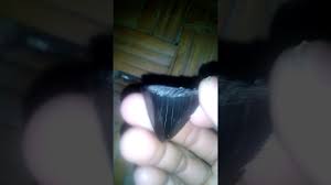 Fosil gigi hiu purba h17 atau fosil hiu megalodon atau gigi petir: Batu Gigi Petir Penemuan Youtube