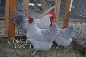 Lavender Marans Lay A Gorgeous Dark Brown Egg Hayvan Kumes