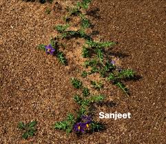 Image result for Alloteropsis paniculata