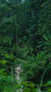 World’s top forests store billions of tons of hidden carbon