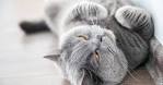 List of cat breeds - Wikipedia