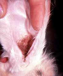 Image result for scabies rabbits ears