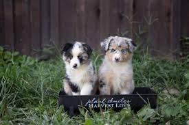 Maybe you would like to learn more about one of these? Puppy Purchase Process Rl Valley Ranch Aussies