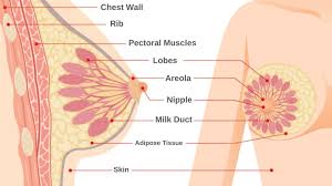 Researchers have found that tetrahydrocannabinol (thc), the psychoactive component of marijuana, stays in breast milk for up to six weeks, further supporting the recommendations to abstain from. Everything You Need To Know About Breastfeeding Walnut Hill Obgyn