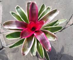 Florida is aptly named the sunshine state. Full Shade Low Light Plants Florida Nursery Mart