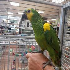 Looking for le bon point? Petites Annonces Gratuites Animaux