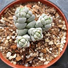 Image result for Crassula maputensis