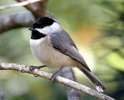 Birds Native To North Carolina Carolina Chickadee Backyard Birds Chickadee Bird