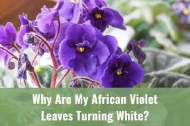 Though not a 'true' red this color is close. Why Are My African Violet Leaves Turning White Ready To Diy