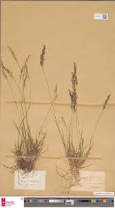 Image result for Dictyophleba ochracea