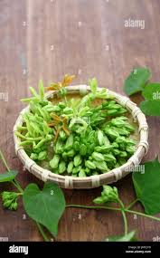 Image result for Telosma africana