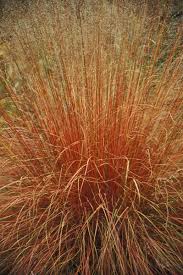 Image result for Sporobolus festivus