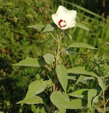 Image result for Hibiscus lobatus