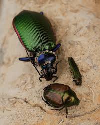 There are a total of  960  flying insects in the insectidentification.org database. Https Www2 Ljworld Com News 2013 Jul 25 Garden Calendar Identify Which Shiny Green Insects
