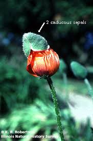 Image result for Papaveraceae