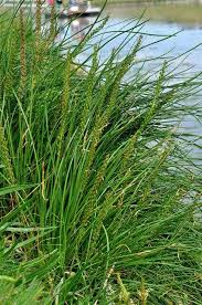 Image result for Juncaginaceae