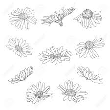 Check spelling or type a new query. Daisy Flowers Sketch Hand Draw Vector Floral Pattern For Design On White Background Outline Royalty Free Cliparts Vectors And Stock Illustration Image 112447863