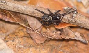 There are sometimes reports of false widow bites that present with more sinister symptoms like rotting flesh but these spiders only bite when they feel threatened. How To Spot False Widow Spiders What To Do If The False Widow Spider Bites You Advice Nature News Express Co Uk