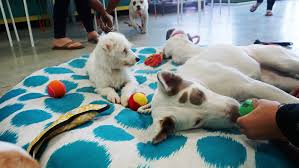 America S First Dog Cafe Lands In Los Angeles