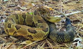 Yellow Timber Rattlesnake Basking Above Den Area Rattlesnake Reptile Snakes Pit Viper