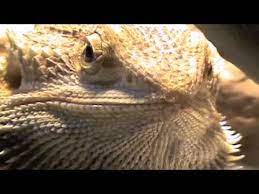Bearded dragon food items are varied, but knowing which foods are nutritionally best, as well as the best feeding technique, is key to having a healthy lizard. Bearded Dragon Eating Cicada Youtube
