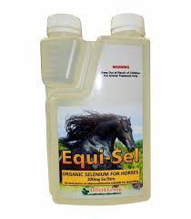 Image result for Equilabium selukwense