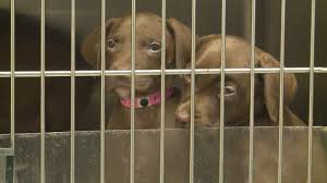 Visit your local toledo petsmart store for essential pet supplies like food, treats and more from top brands. Toledo Area Humane Society Overflowing With Puppies