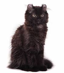 Despite their softness and beauty, longhaired cats may not be right for everyone. Black Cat Breeds Which Ones Make The Best Pets