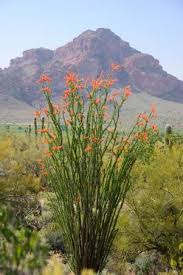 British cactus & succulent society: Hunting Spring Wildflowers In Arizona Arizona Landscape Spring Wildflowers Desert Plants