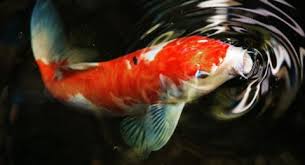 Dengan penambahan tanaman tanaman bunga yang memanjakan mata , menja. Kumpulan Berita Ikan Koi 5 Tips Memelihara Ikan Koi Di Rumah Ini Beberapa Hal Yang Harus Diperhatikan