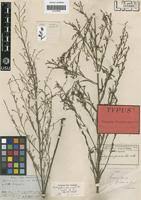Image result for Indigofera paniculata