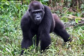Maybe you would like to learn more about one of these? Gorillas Land Mwambe