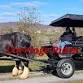 FREE CARRIAGE RIDES event image